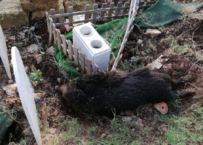 Cimitero dei Rotoli senza pace, cinghiali scorrazzano tra le tombe. Sala: “Impediremo l’accesso”