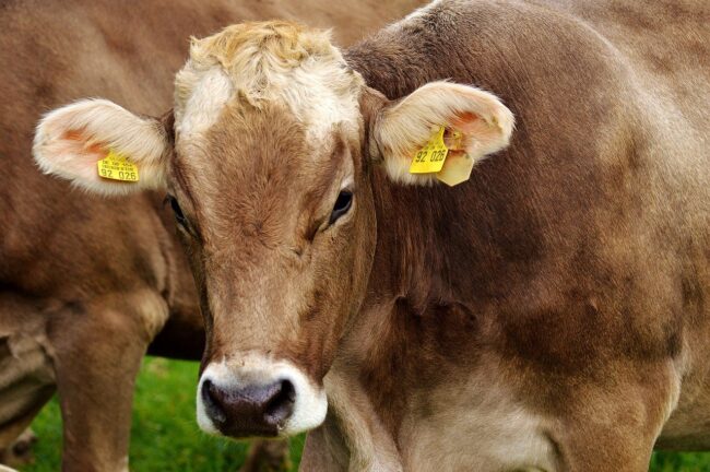 Stanziati 690 mila euro per riqualificare il Foro boario, sede della Fiera agroalimentare del Mediterraneo. Musumeci: “La zootecnia rappresenta una colonna dell’economia”