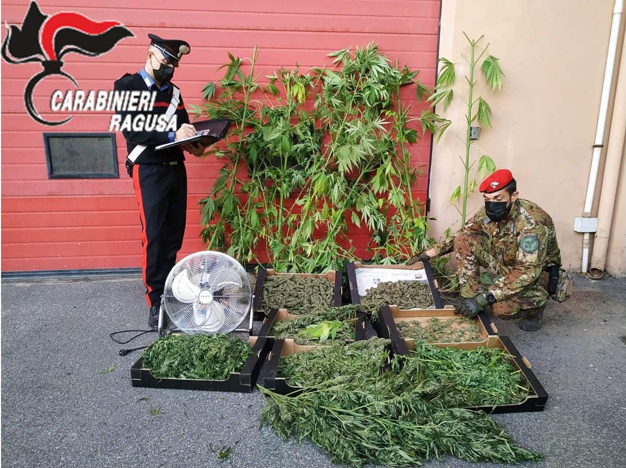 Agricoltore trovato in possesso di ingente quantitativo di marijuana: arrestato