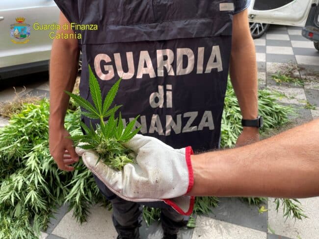 Scoperta “stupefacente” nel Catanese, sequestrata maxi piantagione di canapa indiana: in manette i coltivatori