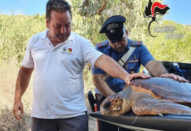 Amo in bocca e pinna tranciata da una lenza, il salvataggio di una Caretta Caretta