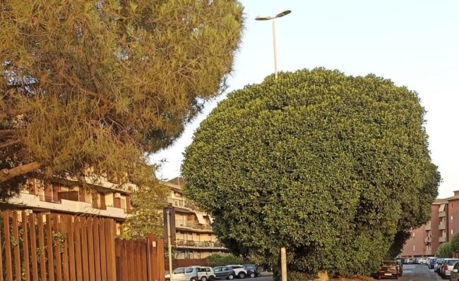 Illuminazione e verde urbano trascurato, il caso di un quartiere di Catania e l’impegno della IV Municipalità