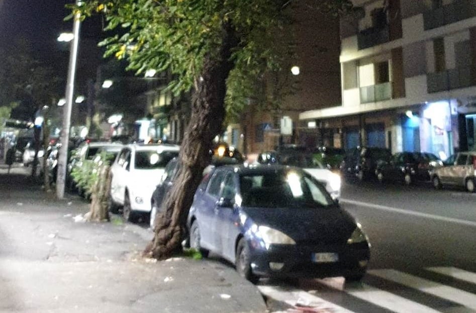 “Gli alberi cadranno da un momento all’altro”, pericolo in viale Mario Rapisardi: la denuncia del comitato Romolo Murri