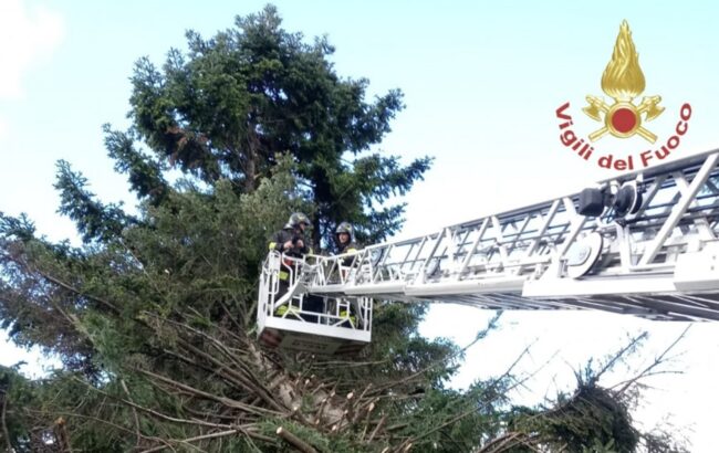 Paura nel Catanese, albero rischia di crollare su azienda vinicola: rimosso dai vigili del fuoco