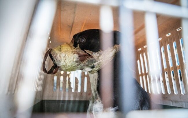 Muso e zampette legati con lo scotch, cane rischia di morire soffocato: salvato da soccorritori