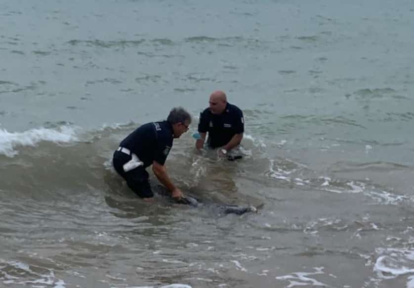 Delfino gigante in difficoltà, rimane bloccato in spiaggia e non riesce più a trovare il mare: salvato dai poliziotti