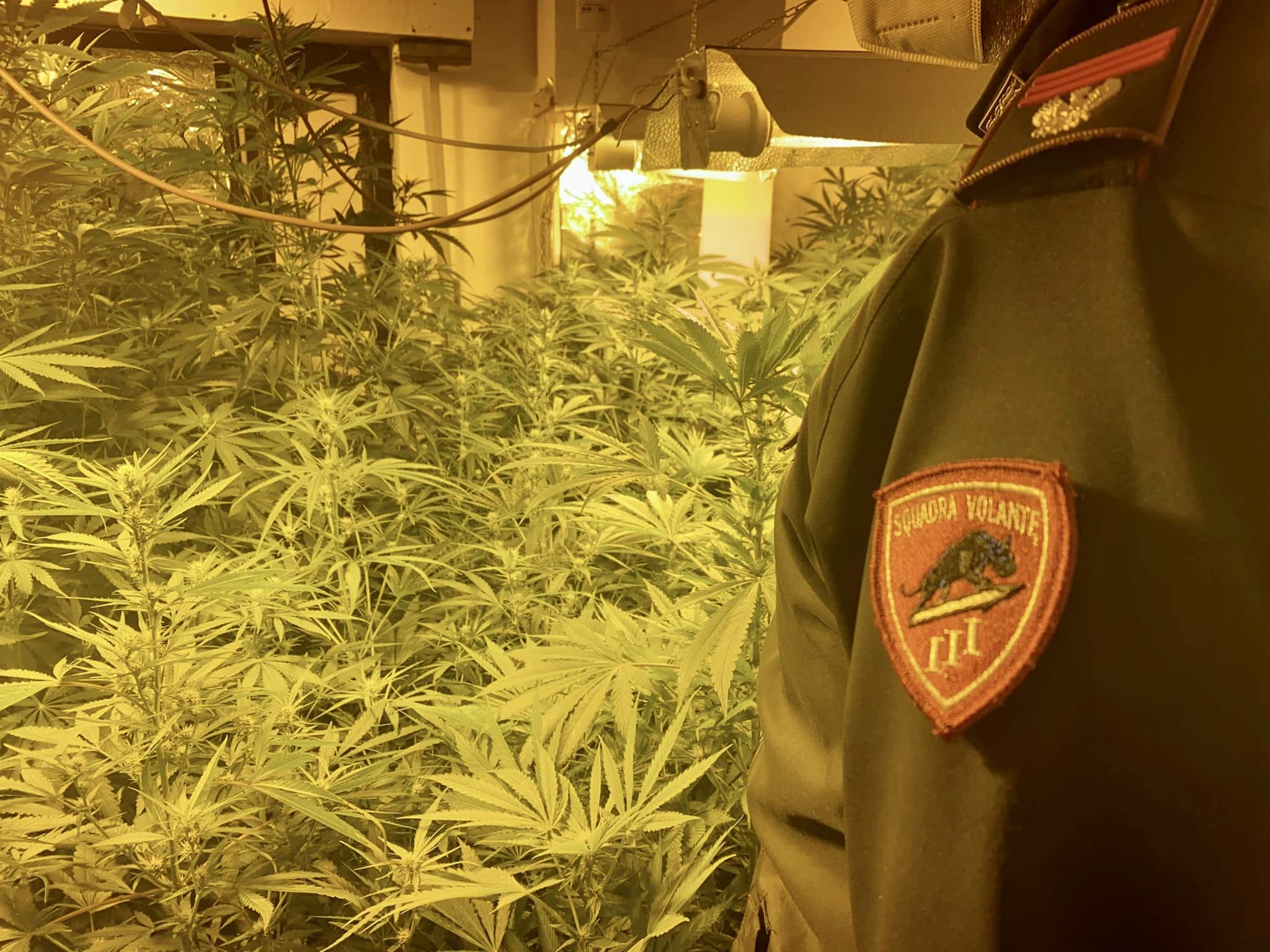 Abitazione adibita a coltivazione di cannabis: dallo spinello al furto di luce, un arresto – VIDEO