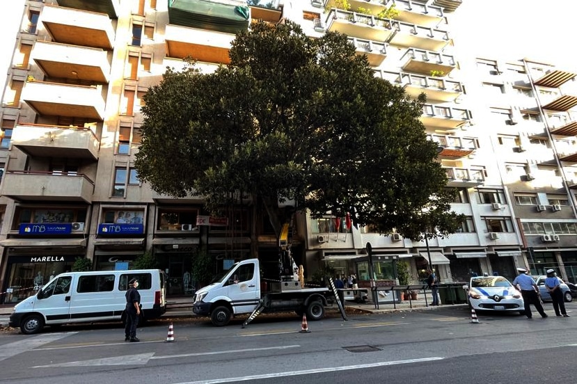 Palermo: albero Falcone diventa protagonista di un “bosco diffuso”, al via progetto per educazione per la legalità