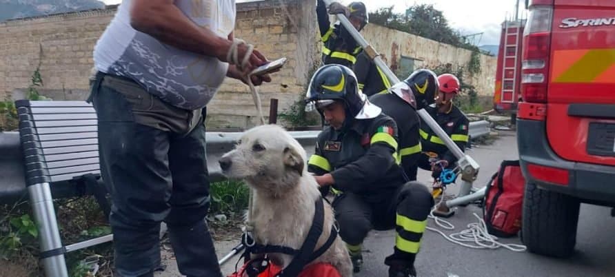 Cagnolino infreddolito bloccato per due giorni in un torrente, salvato dai vigili del fuoco – VIDEO