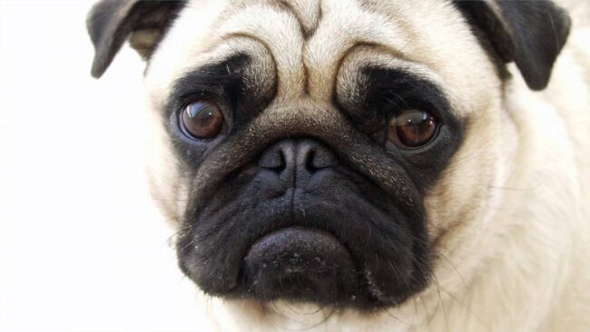 Ruba due cani dal terrazzo di un appartamento, poi ammette le sue responsabilità: denunciato