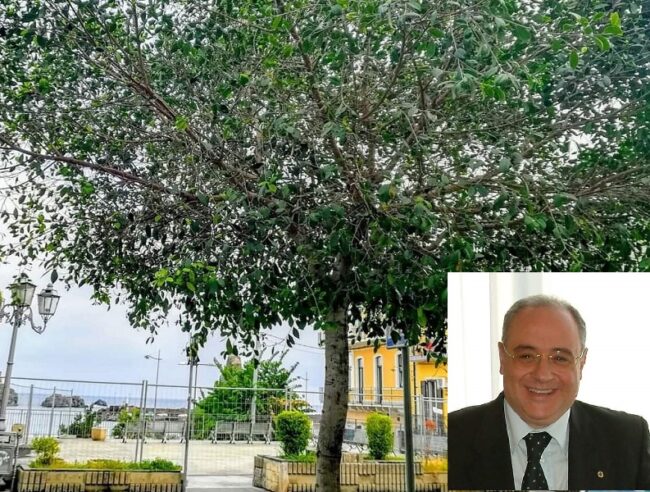 “Un albero per ricordare”, Aci Trezza rende omaggio alle vittime del Covid – I DETTAGLI