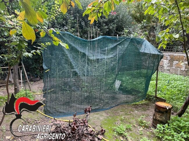 Droga fatta in casa, coppia realizza serra di canapa in abitazione: disposti gli arresti domiciliari