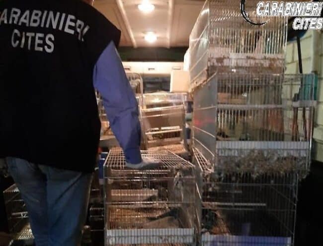 Sequestrati centinaia di pappagalli detenuti in condizioni inaccettabili: tra di loro specie protette in via di estinzione