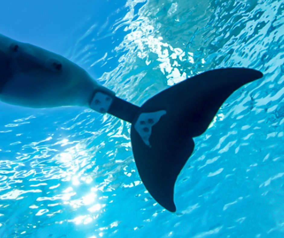 Ci lascia Winter, il delfino con la coda artificiale amato da milioni di persone