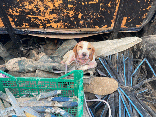 Cane in sacco di plastica gettato violentemente in strada: 57enne incastrato dalla Volante