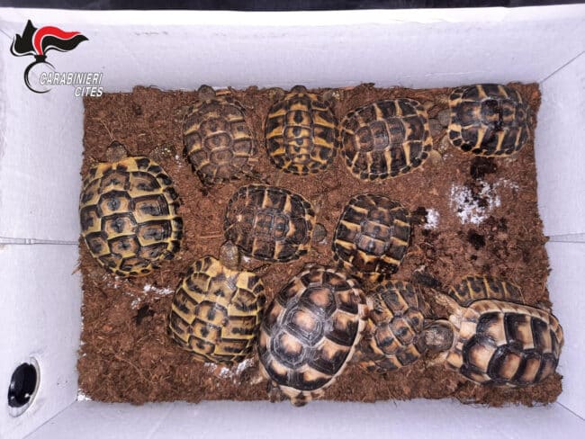 Traffico di animali in via di estinzione: denunciate 23 persone per vendite illegali