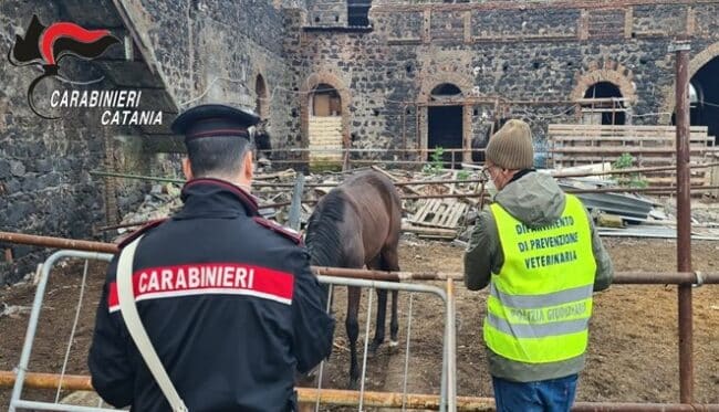 Contrasto all’illegalità: 8 cavalli sottoposti a “fermo ufficiale”