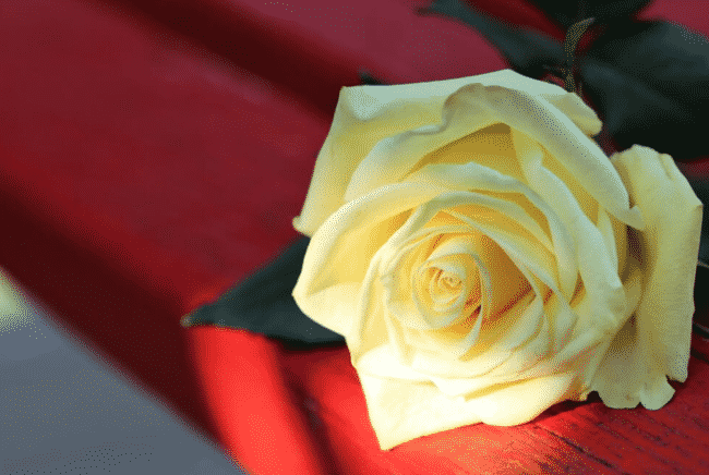 Un anno di femminicidi, quegli amori malati finiti col sangue