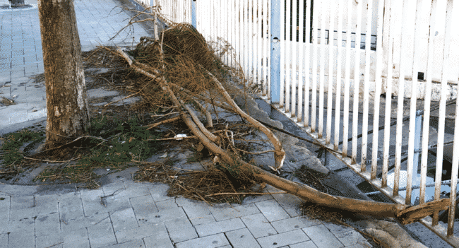 Catania, pericolo in via Luigi Pirandello: alberi pericolanti e strada al buio. La denuncia del Comitato Vulcania