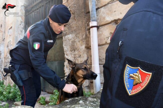 Piantagione indoor di marijuana, arrestati due coniugi: la stanza era accessibile anche ai figli minorenni