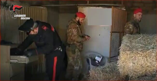 Droga e armi nella stalla, arrestato noto pregiudicato percettore di Reddito di Cittadinanza – FOTO e VIDEO