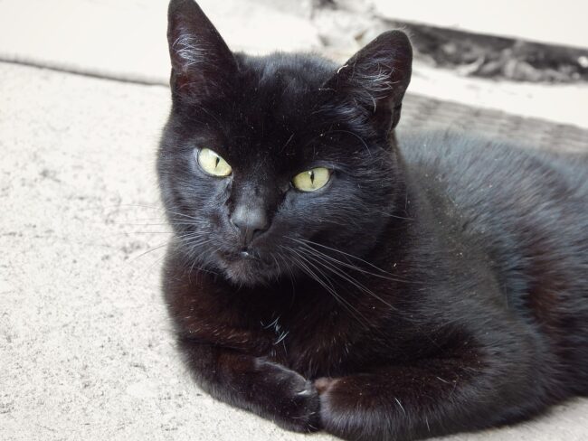 Gatto “prigioniero” all’interno di un noto cinema, vani i tentativi di catturarlo: “Scappa sempre”