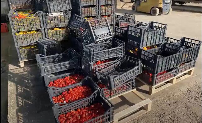 Operai sfruttati nelle campagne per pochi euro: denunciati due imprenditori agricoli – VIDEO