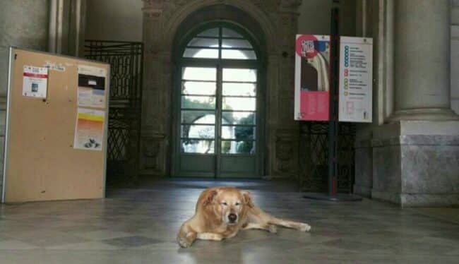 Catania dice addio a Melo, il cane dei Benedettini. “La carezza prima di un esame, il nostro portafortuna”