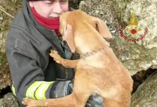 Cirneco dell’Etna incastrato tra grossi massi, i vigili del fuoco lo salvano e lui li “ringrazia” – LE FOTO