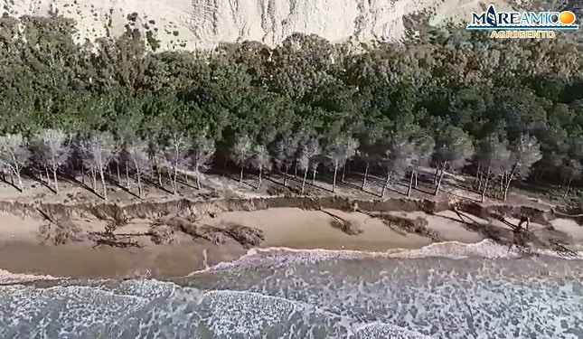 Mareggiata spazza via il boschetto a Eraclea Minoa, Mareamico: “Cinquanta alberi caduti come birilli”- VIDEO