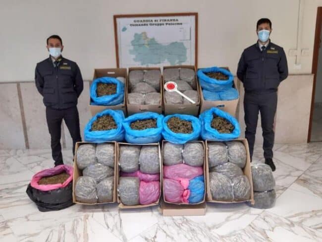 Scoperta maxi piantagione di marijuana, agricoltore si giustifica: “Era per uso cosmetico”