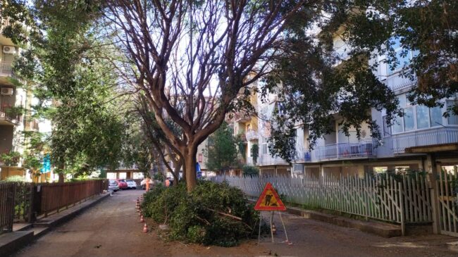 Cura del verde e potatura alberi a San Giovanni Galermo, Presidente Buceti: “Vicini ai cittadini”