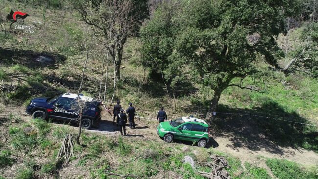 Traffico di animali in via d’estinzione, sequestrati 35 esemplari di specie protette e 4 denunce