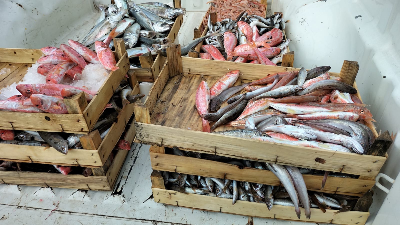 Prodotti ittici senza tracciabilità, sequestrati oltre 55 chili di pesce: nei guai il responsabile