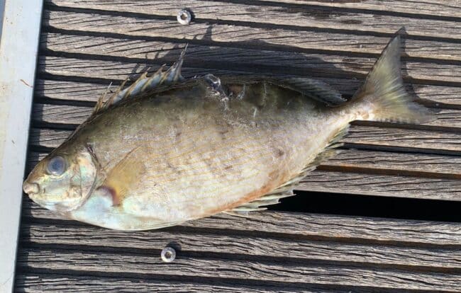 Catturato un animale “alieno” in Sicilia, si tratta di un pesce velenoso: “Qui per il riscaldamento globale”