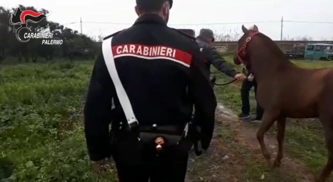 Corsa fra cavalli a Palermo, individuato anche il secondo fantino: sequestrato l’animale