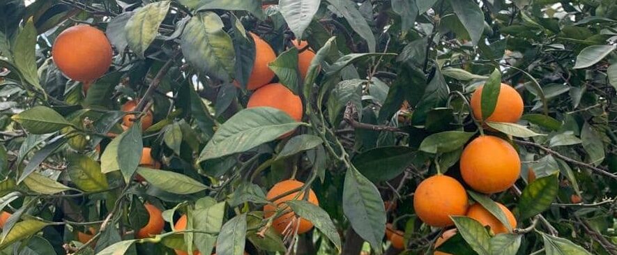 Raccolta solidale di arance in un terreno confiscato alla mafia: l’iniziativa a Catania