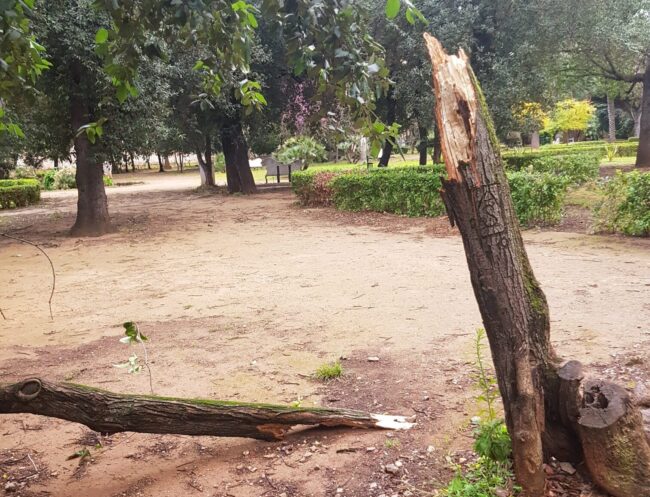 Piogge fondamentali in Sicilia per le semine e vento distruttore di alberi: i DATI della Coldiretti