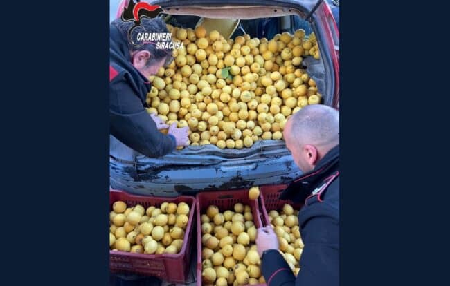 Maxi furto nel Siracusano, due uomini fermati con oltre 650 chilogrammi di limoni