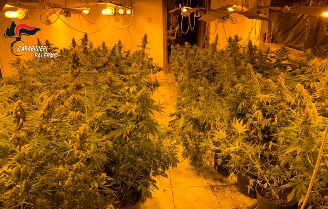 Centinaia di piante di cannabis coltivate all’interno di una villetta disabitata: 2 misure cautelari