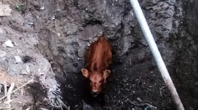 Vitello precipita nello scavo di un cantiere, salvato dai pompieri