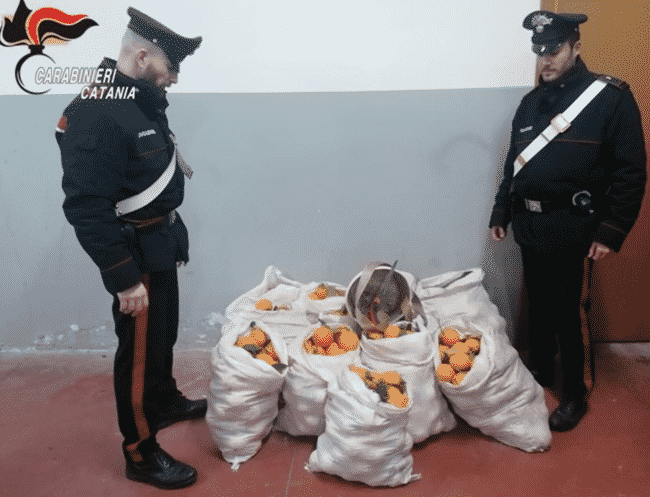 Palagonia, rubano arance in terreno privato: denunciati due uomini e una donna