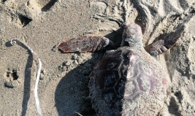 Tartaruga caretta-caretta ingoia palloncino e muore, Isgrò: “Qualcuno ha pure rubato il suo cadavere”