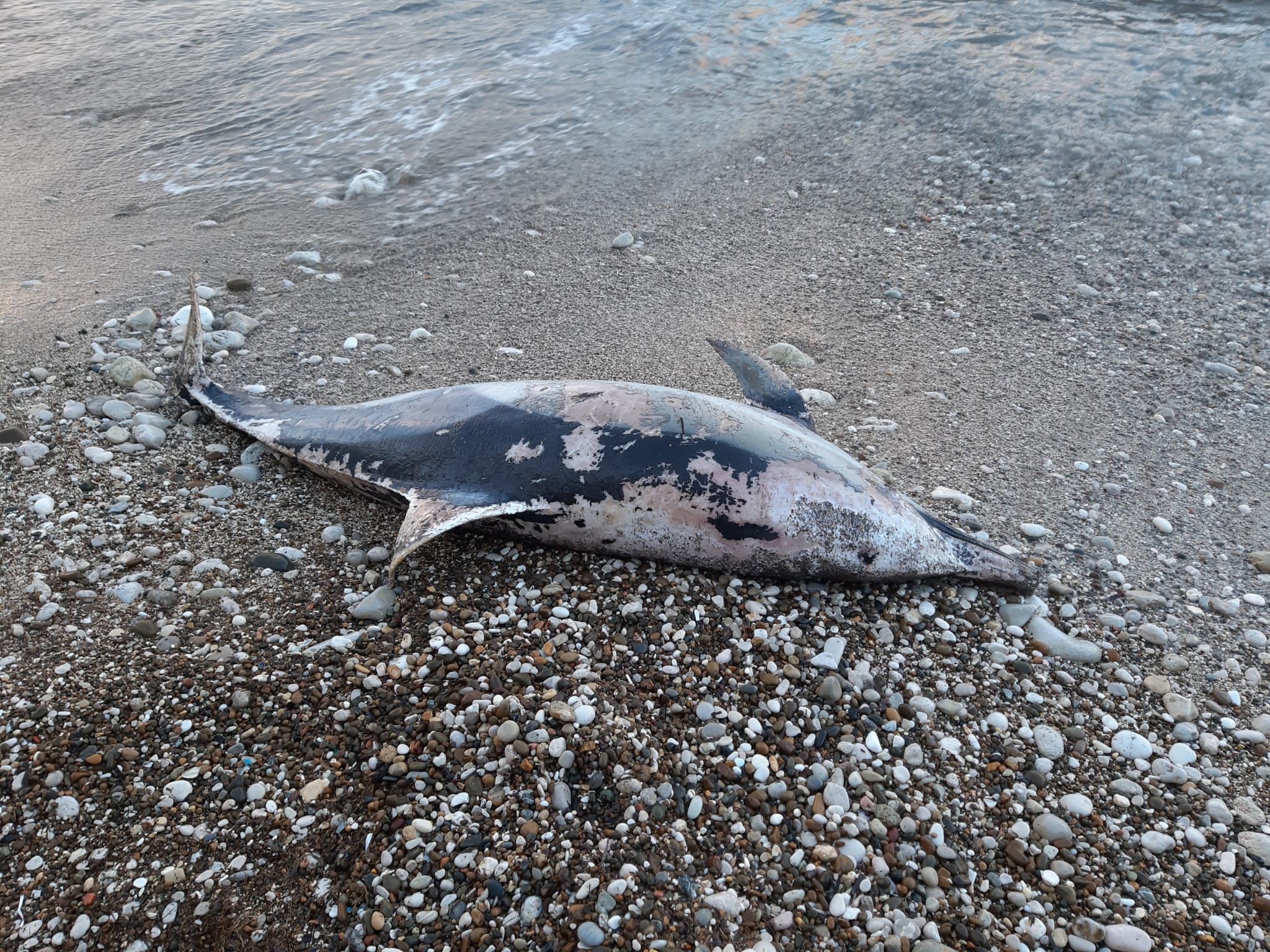 Delfino morto lungo la spiaggia di Cala Petrolo: aveva una ferita al ventre, analisi in corso
