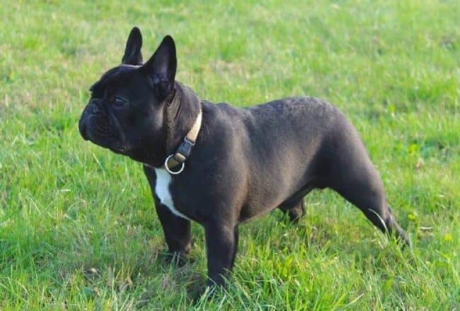 Bulldog Shanya in fuga dalla guerra con la sua padrona Eugenia: accolte in Sicilia