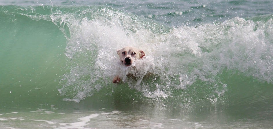Al mare con il cane, le spiagge di Catania dove fido può entrare: i consigli utili per la stagione estiva