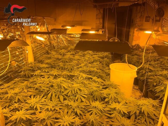 “Paradiso” della cannabis in casa abbandonata, i carabinieri scoprono serra segreta: due uomini in manette