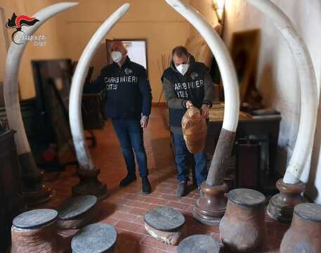 Sequestrate 4 enormi zanne d’Avorio grezzo in un hotel: erano esposte al pubblico senza autorizzazione