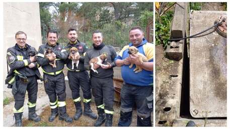 “Miracolo” di Pasquetta, 4 cagnolini scivolano per oltre 2 metri e non riescono a muoversi: salvati dai pompieri