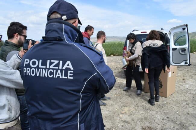 Avvistamento “prezioso” nei cieli siciliani: recuperato e liberato un raro esemplare di Aquila di Bonelli